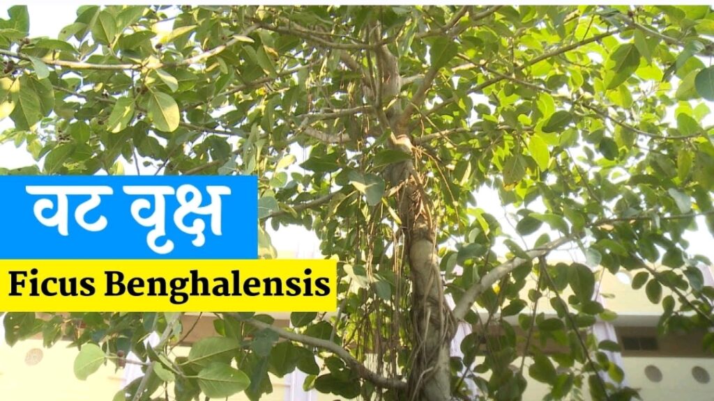 Banyan Tree वट वृक्ष क्या है 